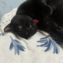 とにかく人が大好き！甘えん坊　モックンです