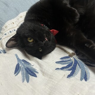 とにかく人が大好き！甘えん坊　モックンです