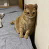 ムギコちゃん