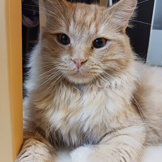 撫でられるとフミフミしちゃう♡