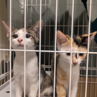 【相談中】三毛猫の女の子（写真左）