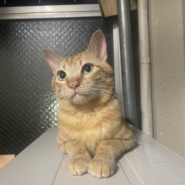 うりたまCatsのカバー写真