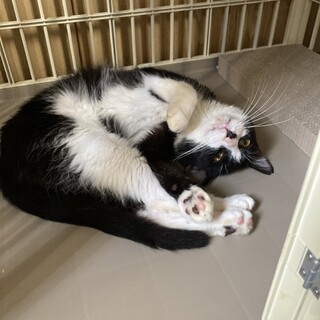 人馴れ抜群のハチワレ君