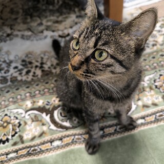 甘えん坊なキジトラ♀雌猫 推定10ヶ月