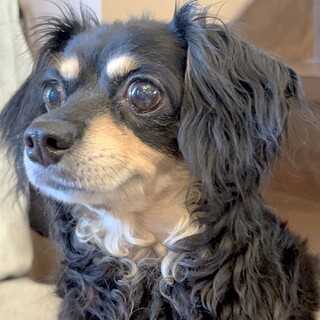 寂しがり屋で甘えん坊の『チーダ』ちゃん