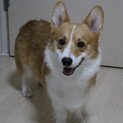 人が大好きな甘えん坊コーギー