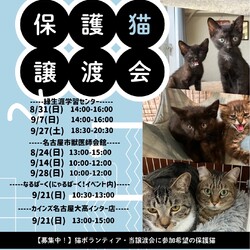 名古屋市緑区猫の譲渡会 サムネイル1