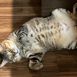 名古屋市緑区猫の譲渡会 サムネイル2