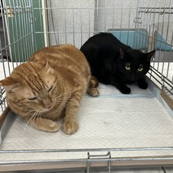 名古屋市緑区猫の譲渡会 サムネイル1