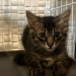 名古屋市緑区猫の譲渡会 サムネイル2