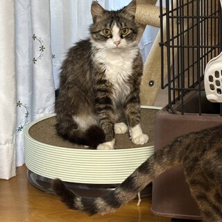 モネちゃん　モフモフの女の子☆8ヶ月