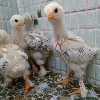 里親の申請があり停止中