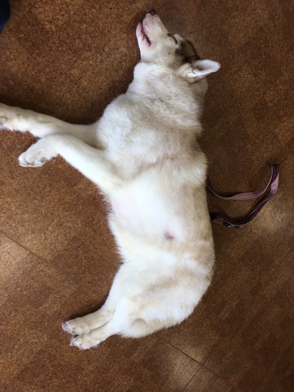 ハスキー 女の子 3歳 募集一時停止 サムネイル2