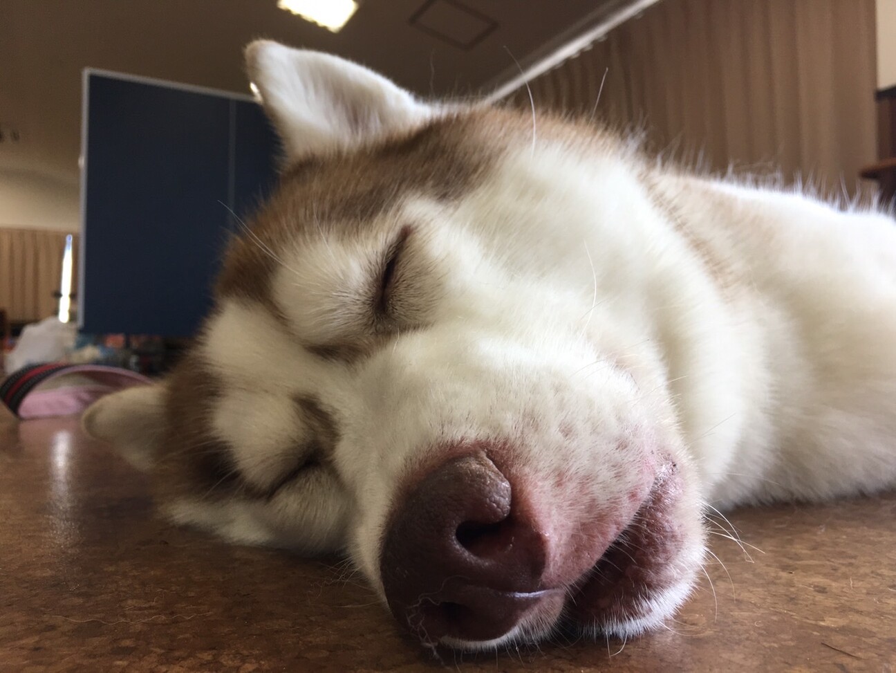 ハスキー 女の子 3歳 募集一時停止 サムネイル3