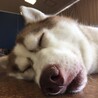ハスキー 女の子 3歳 募集一時停止 サムネイル3