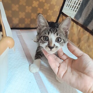 とある工場で産まれた仔猫ちゃんたち♡