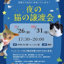 夜の猫の譲渡会