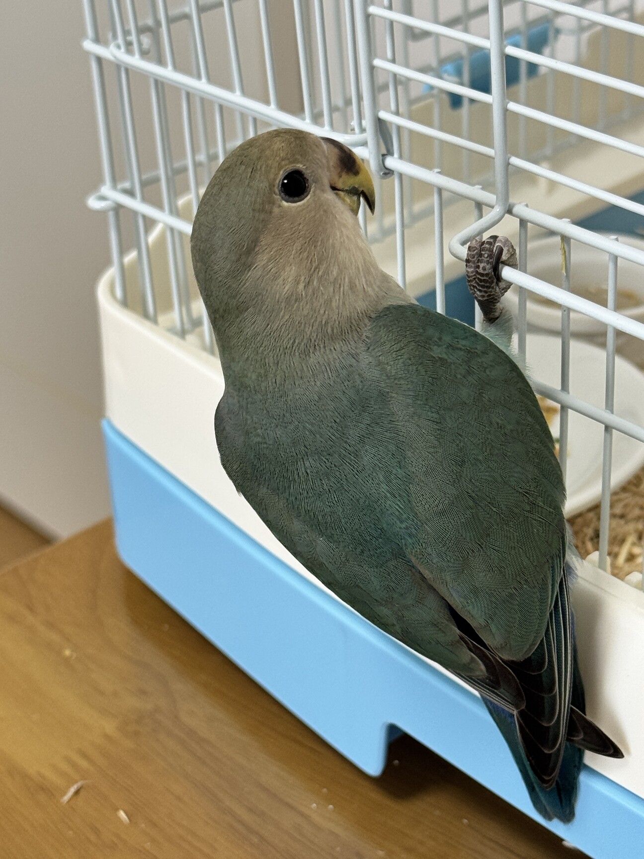 セキセイインコ、コザクラ」静岡県 - 鳥の里親募集(524495