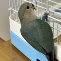 セキセイインコ、コザクラインコ(相談中です)