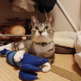 ブラッシング大好き北斗くん！