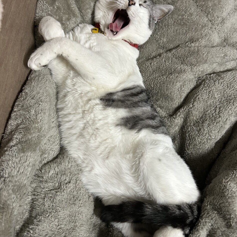 銀時のカバー写真