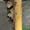 フクロモモンガ　五匹　（一匹ずつ可能）