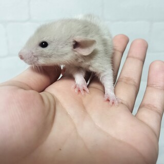 ファンシーラットの里親募集