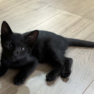 ちょっぴりクールで賢い男の子3ヶ月