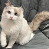 甘えん坊で明るい性格の男の子です★ サムネイル2