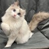 甘えん坊で明るい性格の男の子です★ サムネイル3