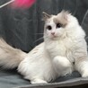 甘えん坊で明るい性格の男の子です★ サムネイル5