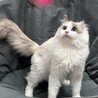 甘えん坊で明るい性格の男の子です★ サムネイル6