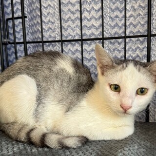 夏月(なつ)くん