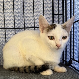 優月(うる)ちゃん