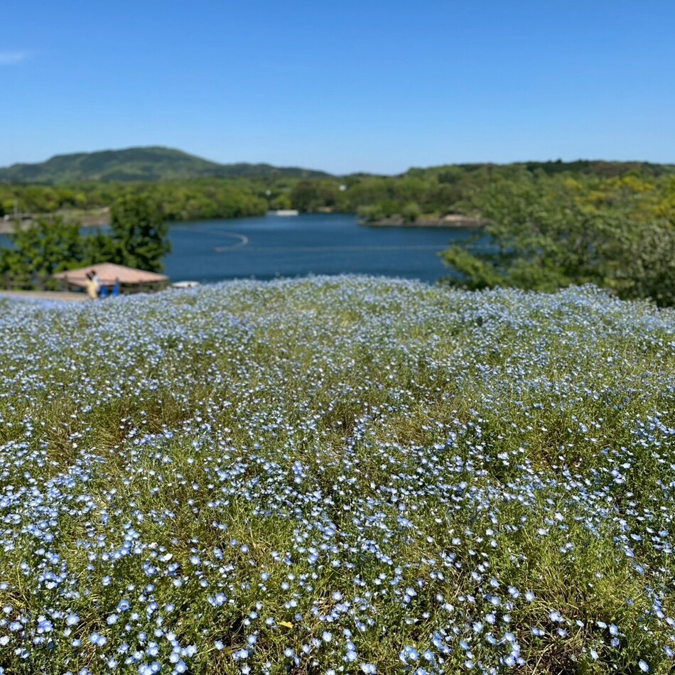 瑠璃のカバー写真