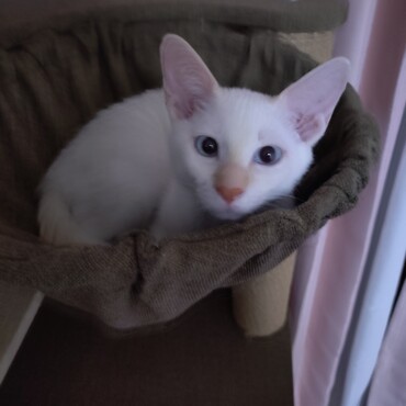 ハンモックがお気に入り