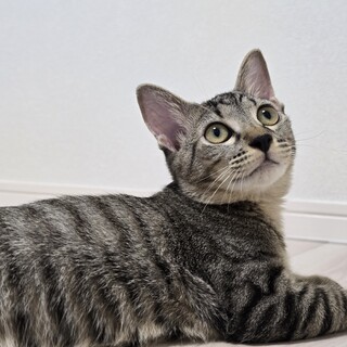 キジトラ(♂)の子猫ちゃん！