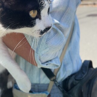 至急里親さん募集です。