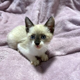 【10/19東銀座】ぽぽちゃん★３ヵ月半♪