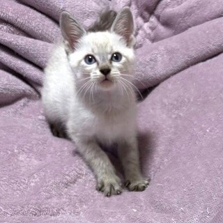 【10/19東銀座】キキくん★３ヵ月半♪