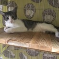 母猫似の気が強い子です。