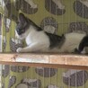 母猫似の気が強い子です。 サムネイル2