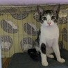 母猫似の気が強い子です。 サムネイル3