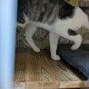 母猫似の気が強い子です。 サムネイル4
