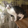母猫似の気が強い子です。 サムネイル5