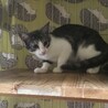 母猫似の気が強い子です。 サムネイル6