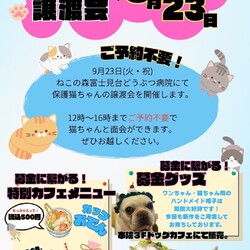 ねこの森保護猫譲渡会