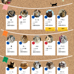 ねこの森保護猫譲渡会 サムネイル2