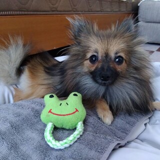 元気いっぱい、可愛いお目々のビーくん