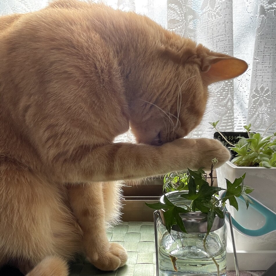 チャーリーのカバー写真